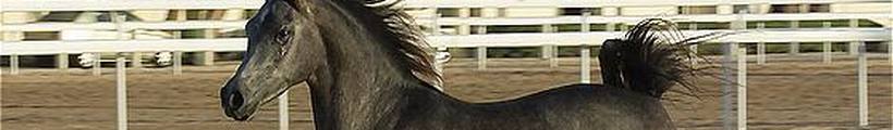 qatar_horse.jpg Qatar travel and tours, Hotel in Doha desert safari